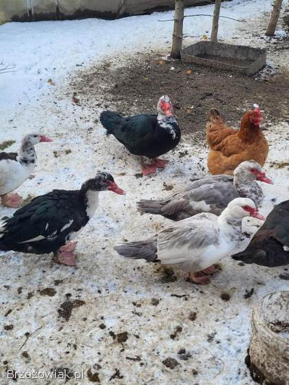 Sprzedam Kaczki / Kaczory