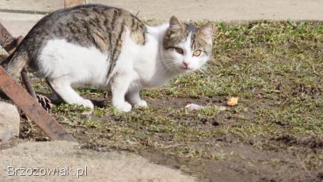 Koty młode bezdomne
