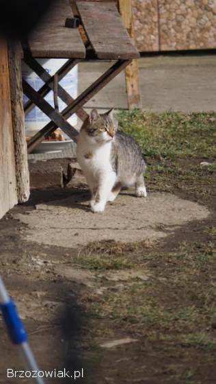 Koty młode bezdomne