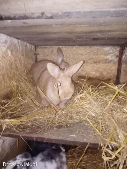 Sprzedam króliki