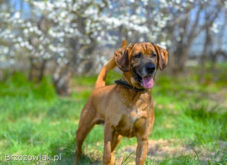 Baron -  wyjątkowy pies w typie posokowca szuka domu