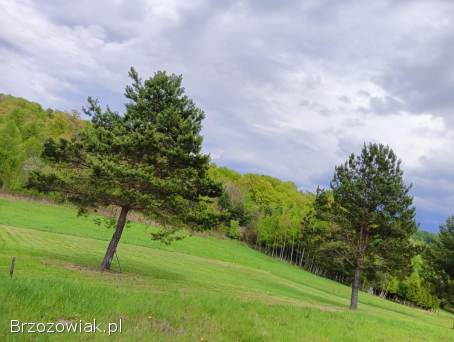 Działka 12ar Grabownica starzeńska