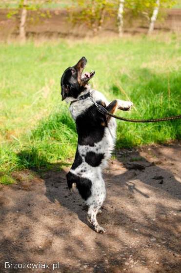 Łatek -  pies do rany przyłóż szuka domu!
