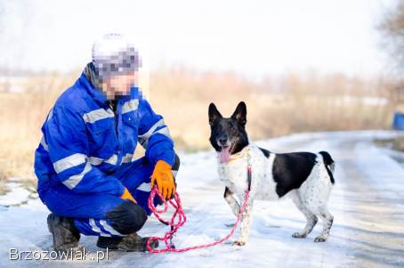 Łatek -  pies do rany przyłóż szuka domu!