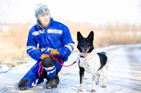 Łatek -  pies do rany przyłóż szuka domu!