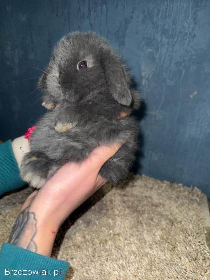 Mini Lop Królik Miniaturka Mini Lopki!