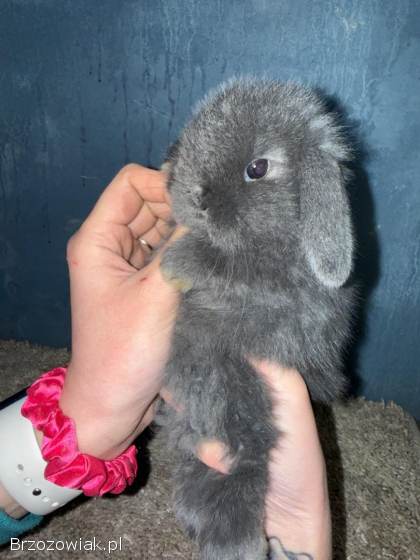 Mini Lop Królik Miniaturka Mini Lopki!