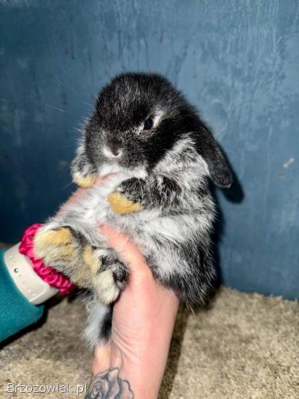 Mini Lop Królik Miniaturka Mini Lopki!