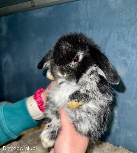Mini Lop Królik Miniaturka Mini Lopki!