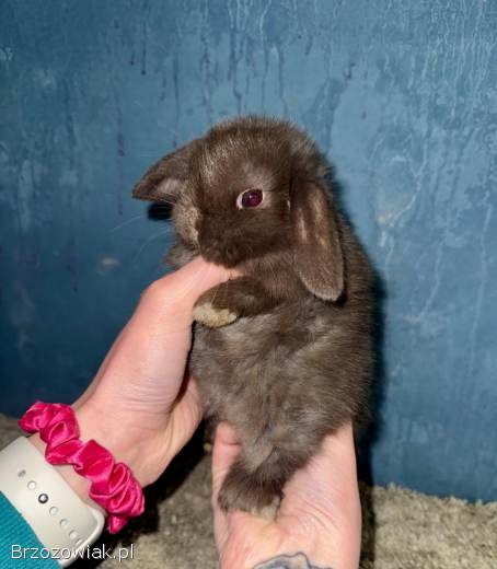 Mini Lop Królik Miniaturka Mini Lopki!