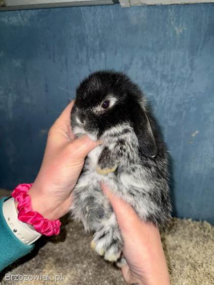 Mini Lop Królik Miniaturka Mini Lopki!