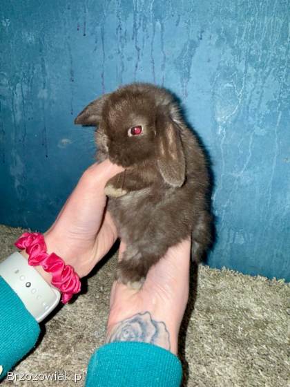 Mini Lop Królik Miniaturka Mini Lopki!