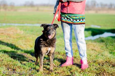 Red -  kochany,  niekonfliktowy psiak do pokochania!