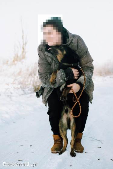 Red -  kochany,  niekonfliktowy psiak do pokochania!