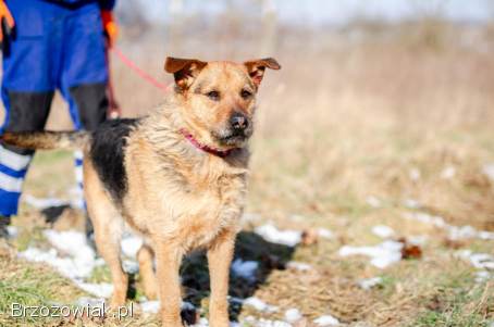 Kufel -  fantastyczny,  wesoły psiak szuka domu!