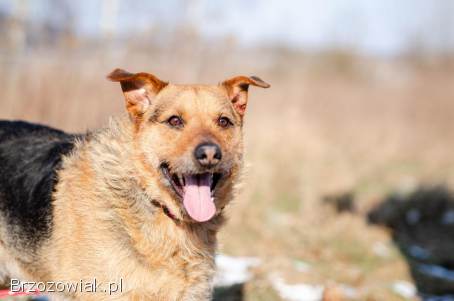 Kufel -  fantastyczny,  wesoły psiak szuka domu!