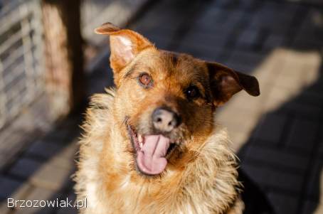 Kufel -  fantastyczny,  wesoły psiak szuka domu!