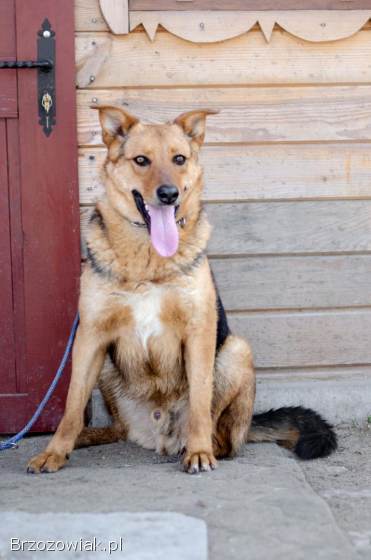 Bobi -  młody,  przyjazny psiak szuka domu!