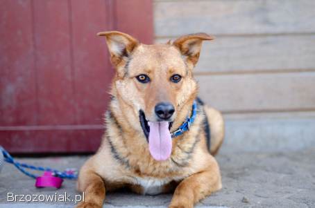 Bobi -  młody,  przyjazny psiak szuka domu!
