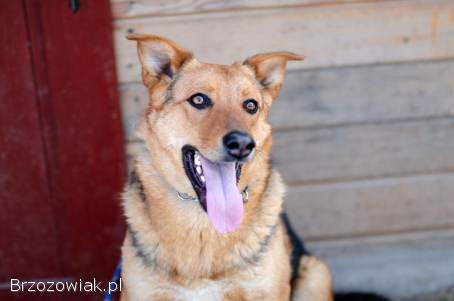Bobi -  młody,  przyjazny psiak szuka domu!