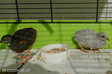 Przepiórki chińskie