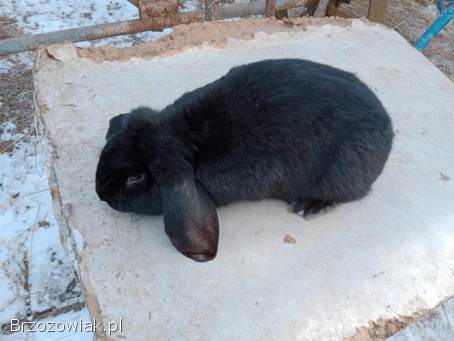 Króliki baran francuski