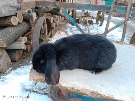 Króliki baran francuski