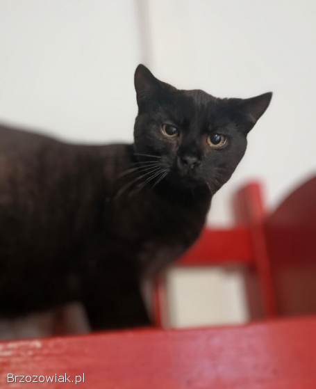 Koks -  czarny kot co przynosi szczęście