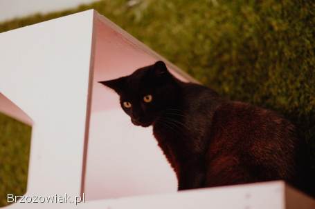 Koks -  czarny kot co przynosi szczęście