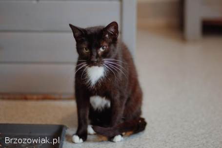 Bryś -  spokojny,  niekonfliktowy kotek szuka domu!