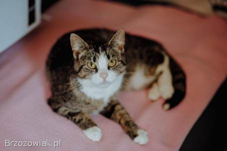 Cudowna Marzenka,  wyjątkowa kotka do adopcji
