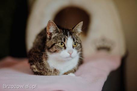 Cudowna Marzenka,  wyjątkowa kotka do adopcji