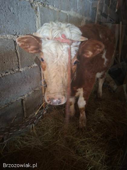 Sprzedam cieliczkę