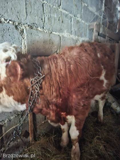 Sprzedam cieliczkę