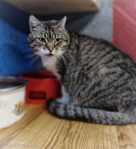 Serafina -  kocia księżniczka szuka domu!