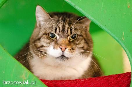 Serafina -  kocia księżniczka szuka domu!