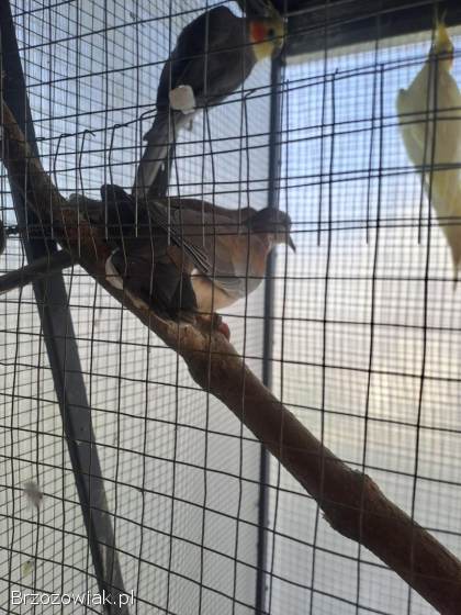 Golabki senegalskie 4 sztuki