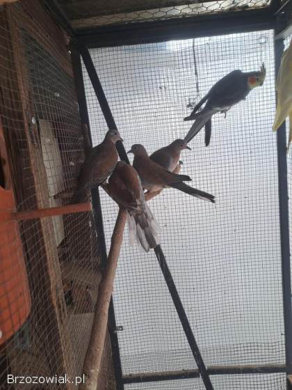 Golabki senegalskie 4 sztuki