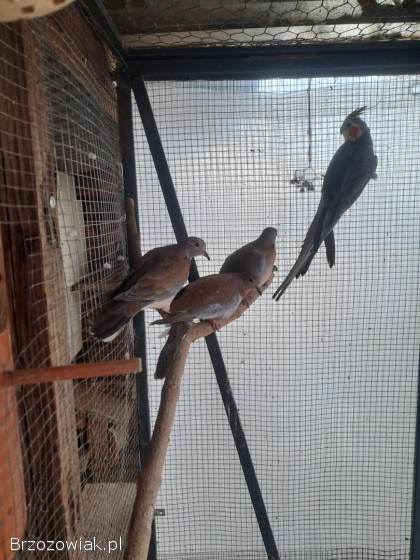 Golabki senegalskie 4 sztuki