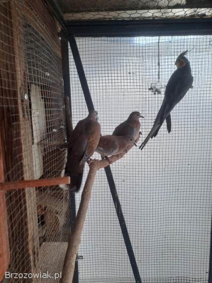 Golabki senegalskie 4 sztuki