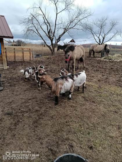 Capki miniaturki kastrowane