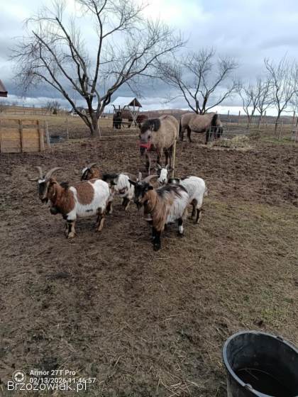 Capki miniaturki kastrowane