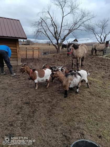 Capki miniaturki kastrowane