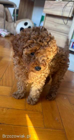 Pudel Toy Red Suczka