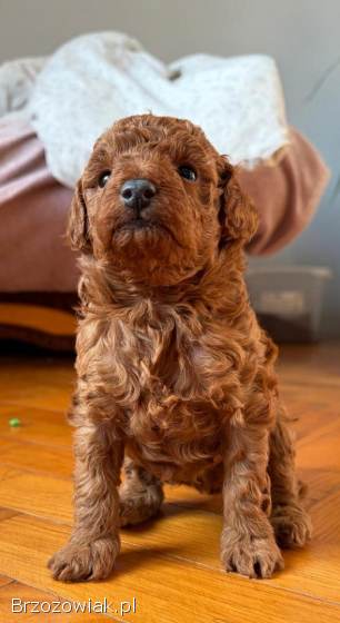 Pudel Toy Red Suczka