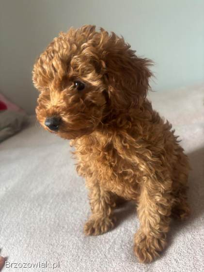 Pudel Toy Red Suczka