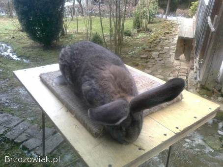 Belgijski olbrzym szary-Samce