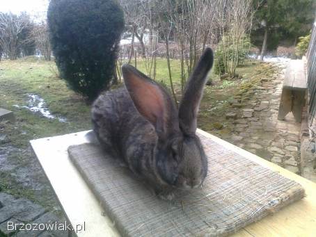 Belgijski olbrzym szary-Samce