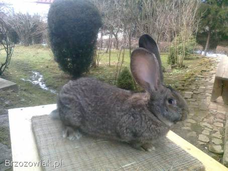 Belgijski olbrzym szary-Samce