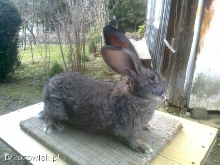 Belgijski olbrzym szary-Samce